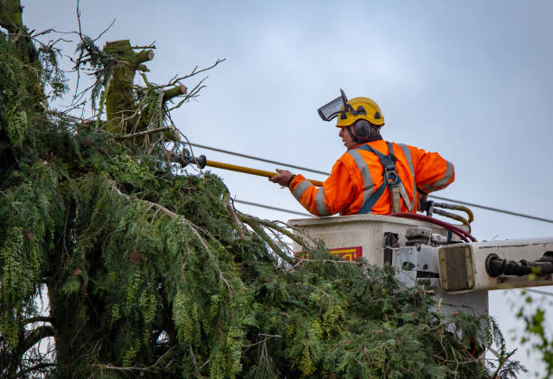 Best Leaf Removal  in Marysville, WA