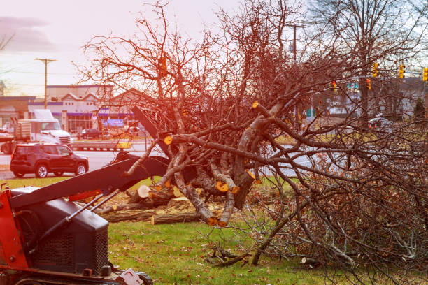 Marysville, WA Tree Care Company