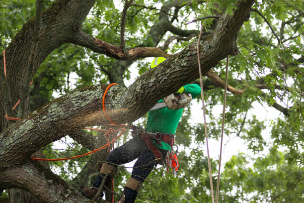 Best Tree Health Inspection  in Marysville, WA