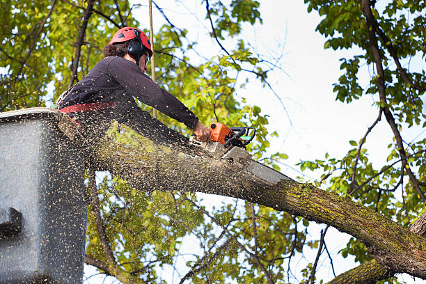 How Our Tree Care Process Works  in  Marysville, WA
